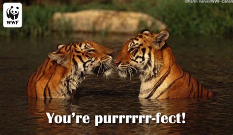 free charity ecards|Send a WWF friendship and love ecard .